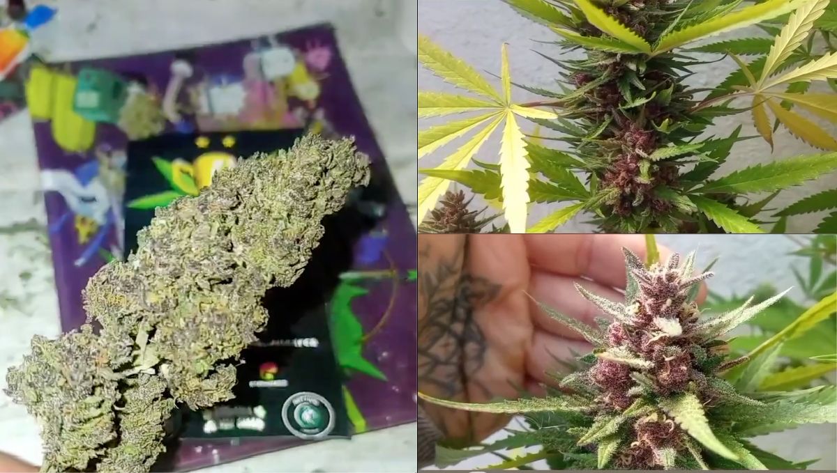  Banana Purple Punch Auto 