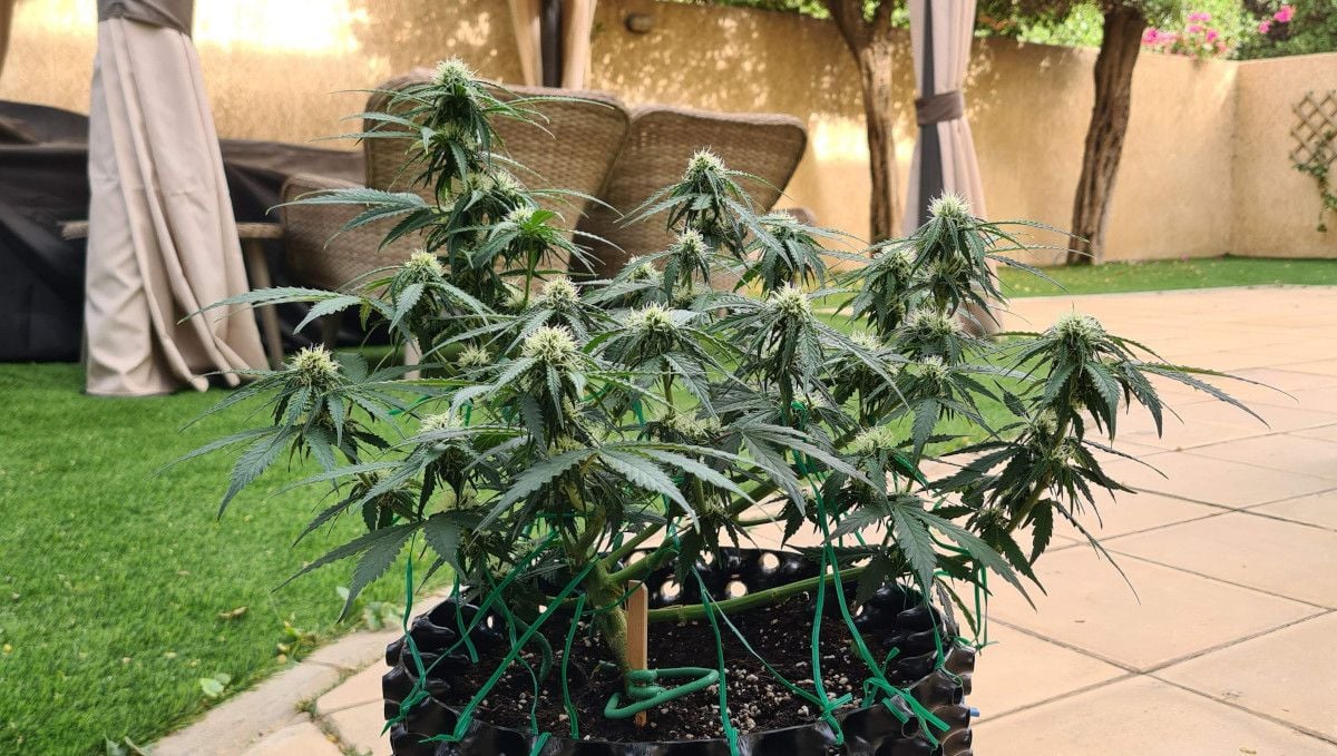 Super Lemon Haze Auto cannabis strain: early flower | weeks 6-7 | an indoor autoflower shot outside, in the backyard and showing immature but well-developed flowers