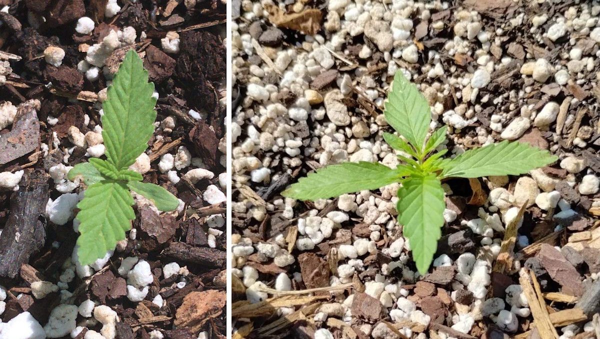 GG4 Sherbet FF cannabis strain: early veg | week 2 | seedling's progress through the start of the second week