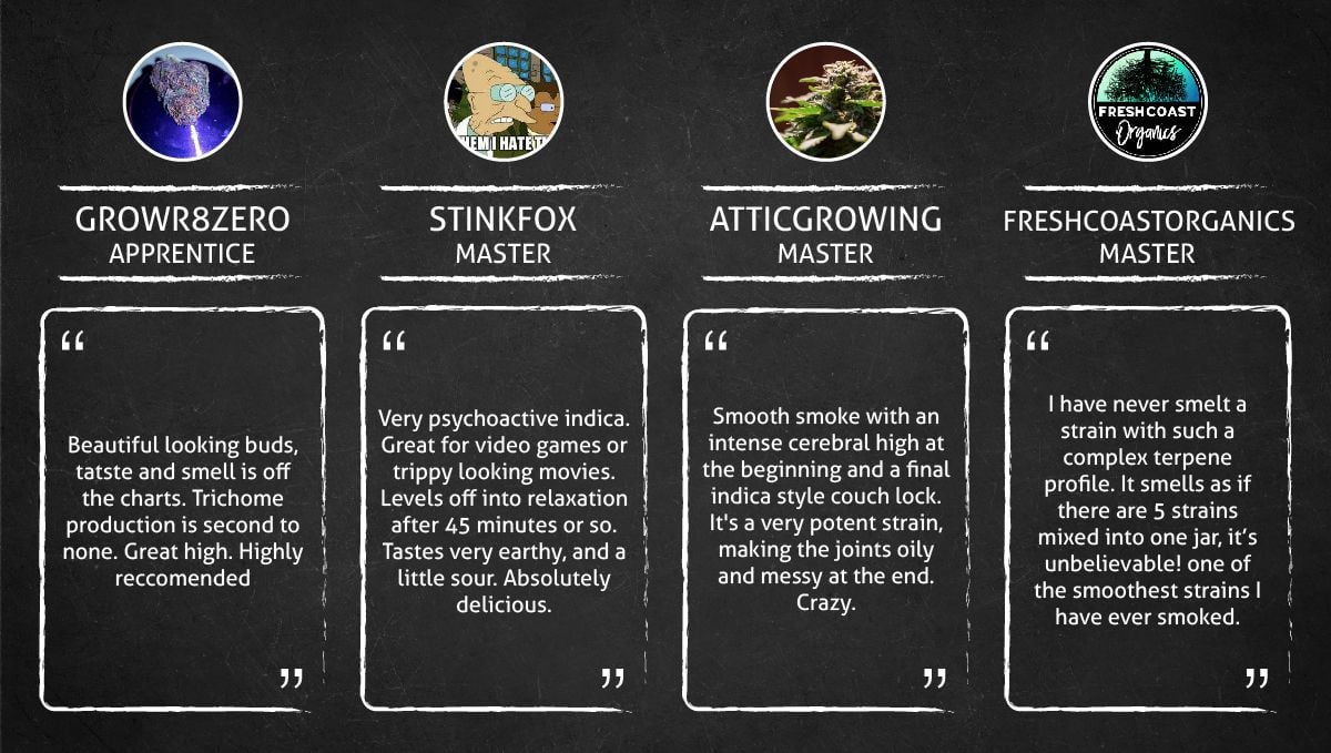 LSD-25 Auto cannabis strain: smoke report