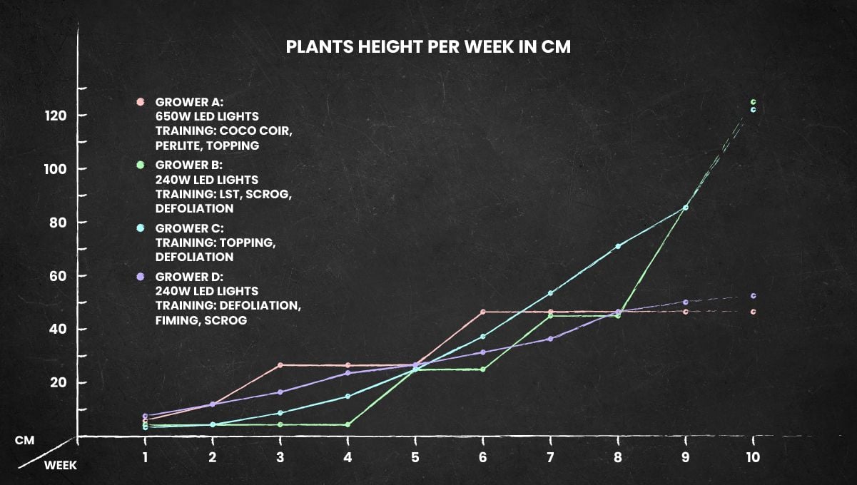 Tropicana Cookies FF cannabis strain: height chart for the whole life cycle
