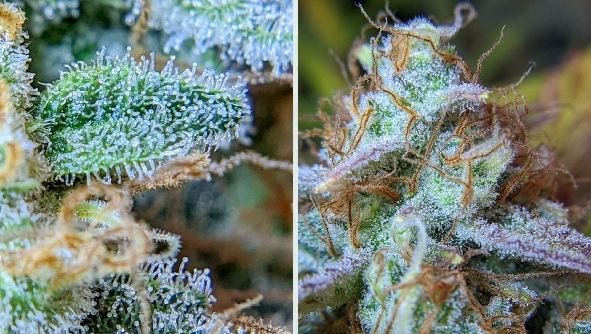 Tropicana Cookies Auto cannabis strain: ripening and harvest | week 10 | macro shots of trichomes and pistils