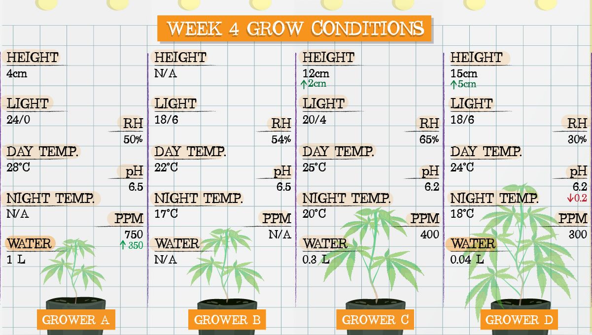 Forbidden Runtz Auto Cannabis Strain Week-by-Week Guide: Week 4 grow conditions