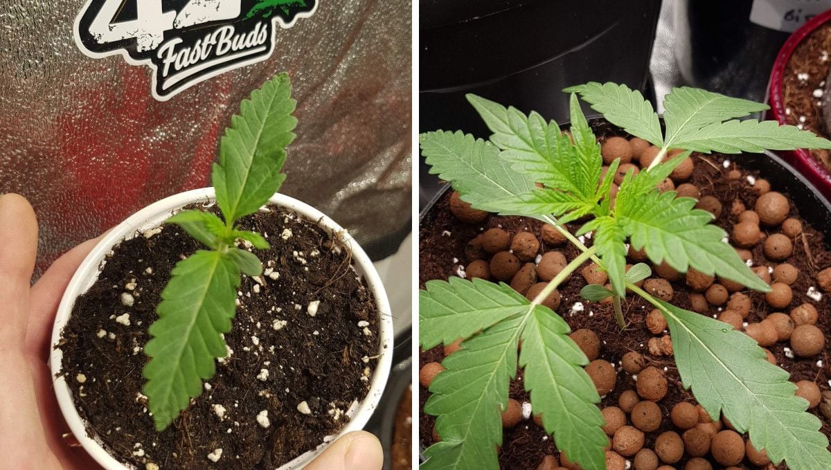 Orange Sherbet FF cannabis strain: early veg | week 2 | before and after a transplant into a solo cup