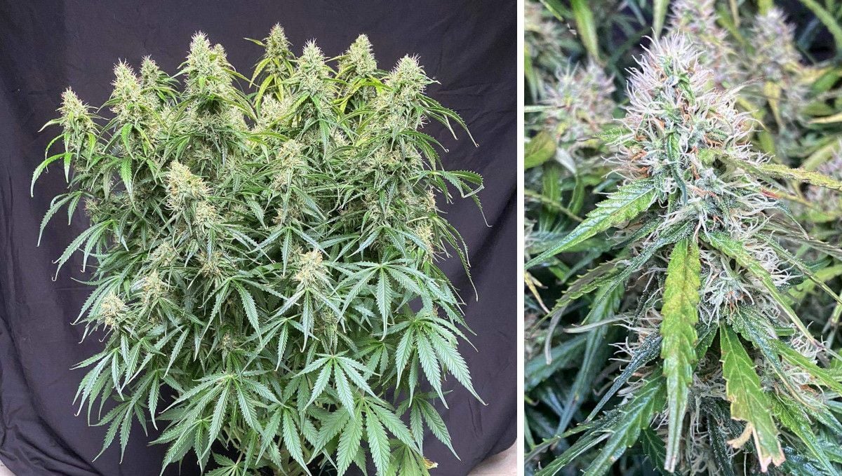 Mexican Airlines Auto cannabis strain: mid flower (bulk phase) | weeks 8-9 | a big multi-branch autoflower with airy buds and a closeup of such bud