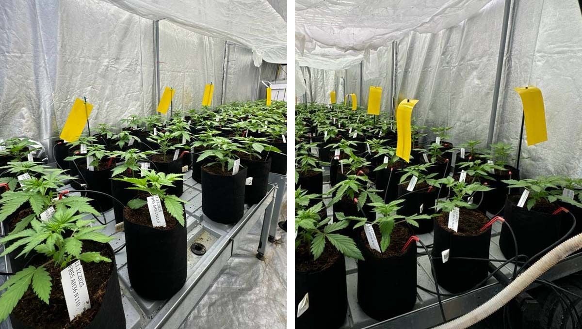 cov14.jpg Early Selection