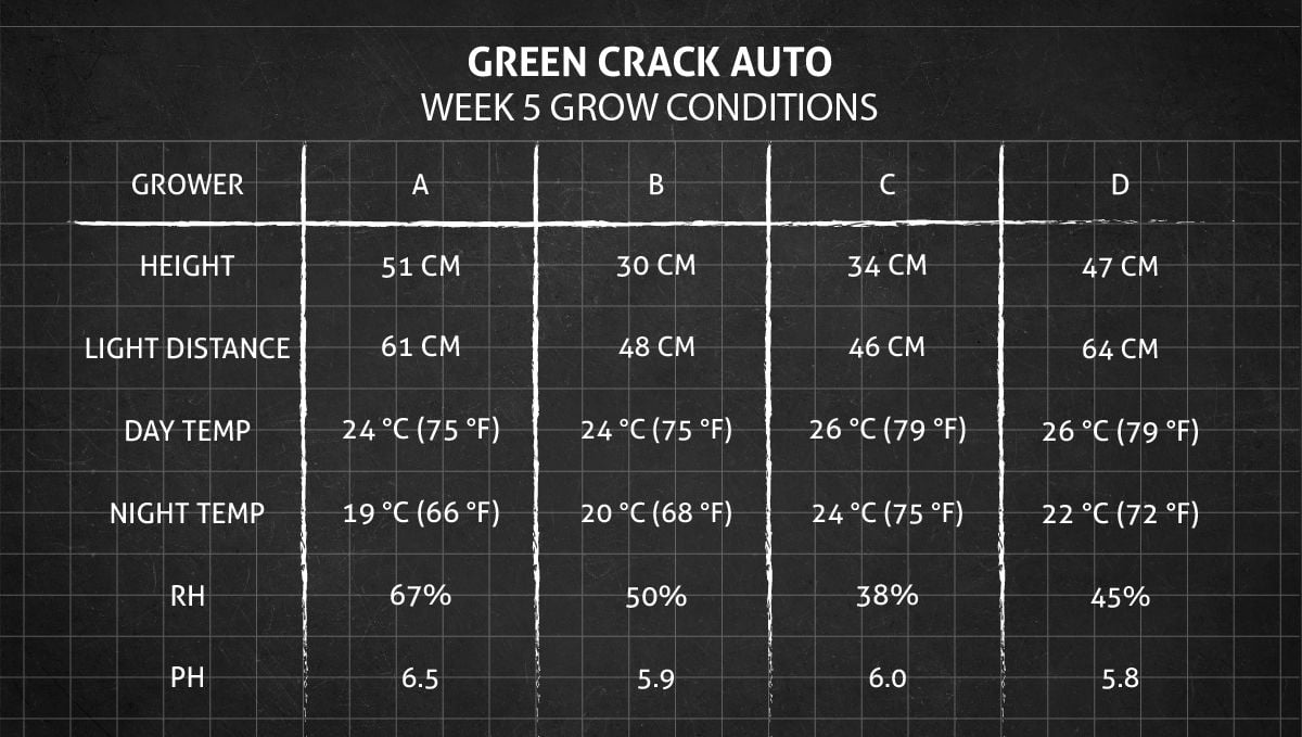 Green Crack Auto cannabis: week 5 grow conditions