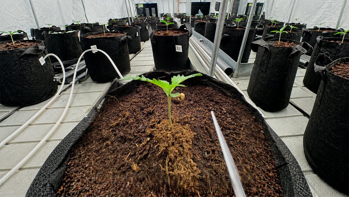 cover_29.jpg Planting in Coco