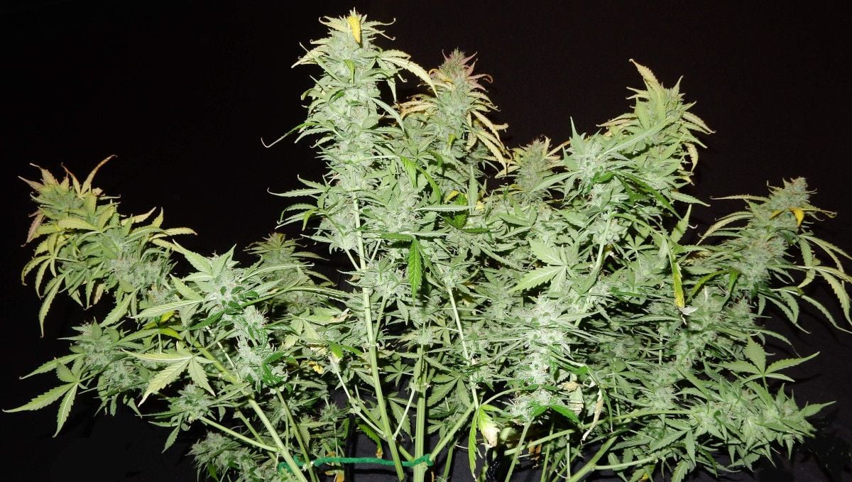 Cream Cookies Auto cannabis strain: ripening and harvest | weeks 10 | an unkempt-looking but productive autoflower agains a black background