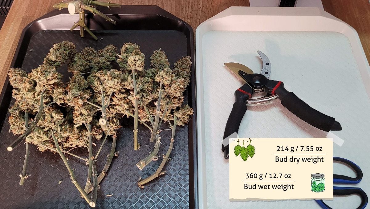 Gorilla Cookies Auto Cannabis Strain Week-by-Week Guide: Freshly trimmed buds