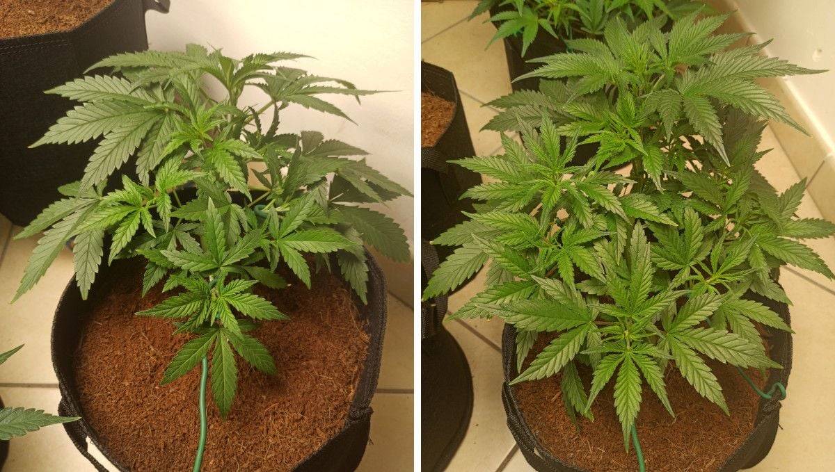 Forbidden Runtz Auto Cannabis Strain Week-by-Week Guide: A big autoflower growing explosively indoors in a large textile pot filled with coco coir