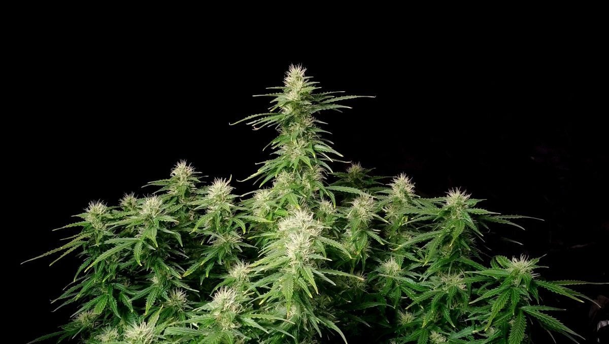 Blueberry Cheese Auto cannabis strain: mid flower (bulk phase) | weeks 8-9 | a well stacked-up autoflower with many flowering tops