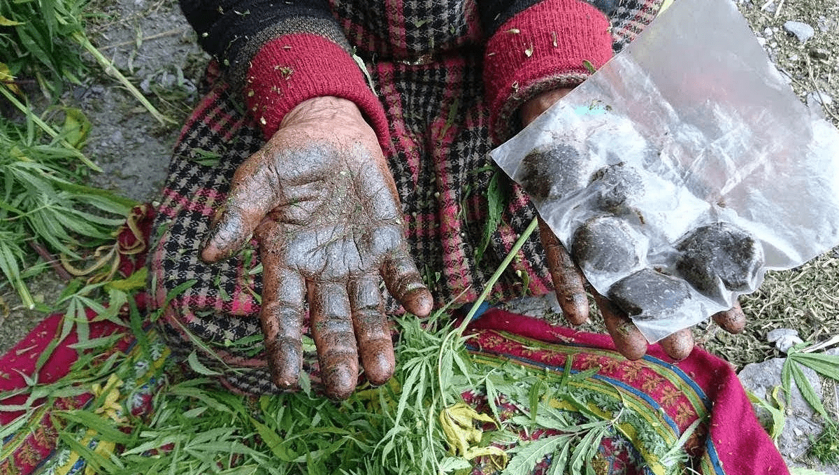 Everything you need to know about hash: charas