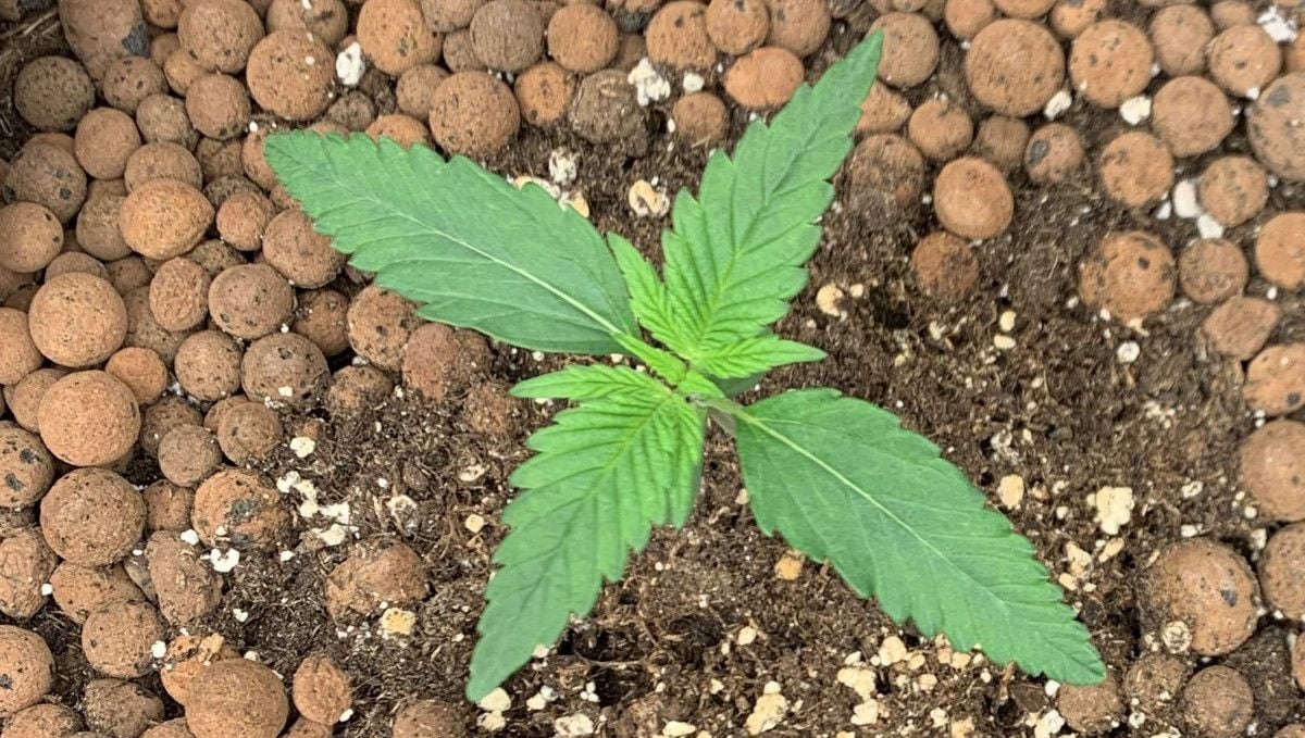 Banana Purple Punch Auto cannabis strain: early veg | week 2 | this autoflower is well-grown for week 2