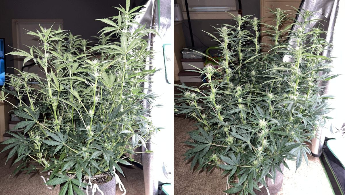 Amnesia Z Auto cannabis strain: early flower | weeks 6-7 | a tall, stretchy autoflower with multiple branches