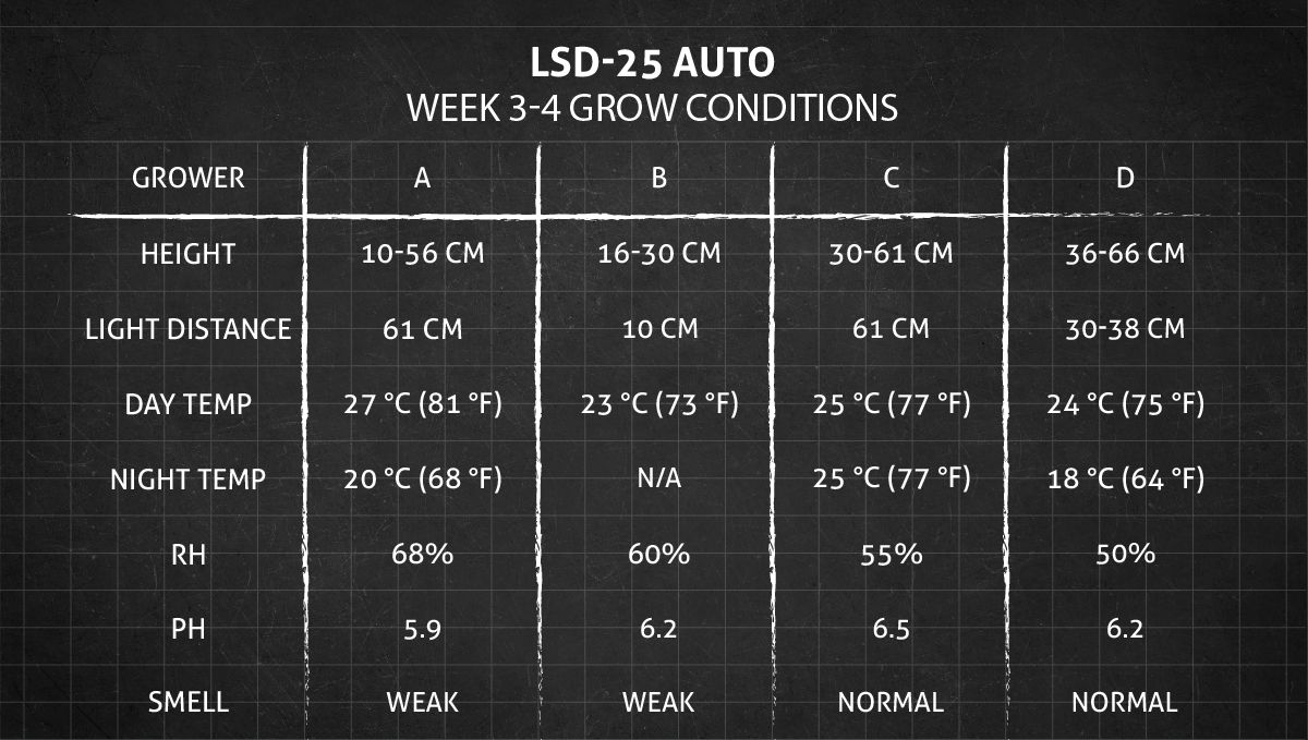 LSD-25 Auto cannabis strain: weeks 3-4 grow conditions