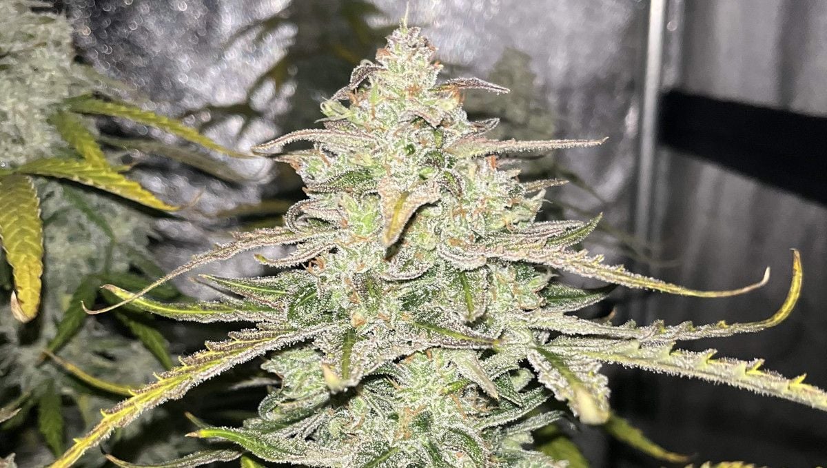 Pineapple Express Auto cannabis strain: ripening and harvest | weeks 10+ | a closeup shot of a mature marijuana bud with resin covering everything