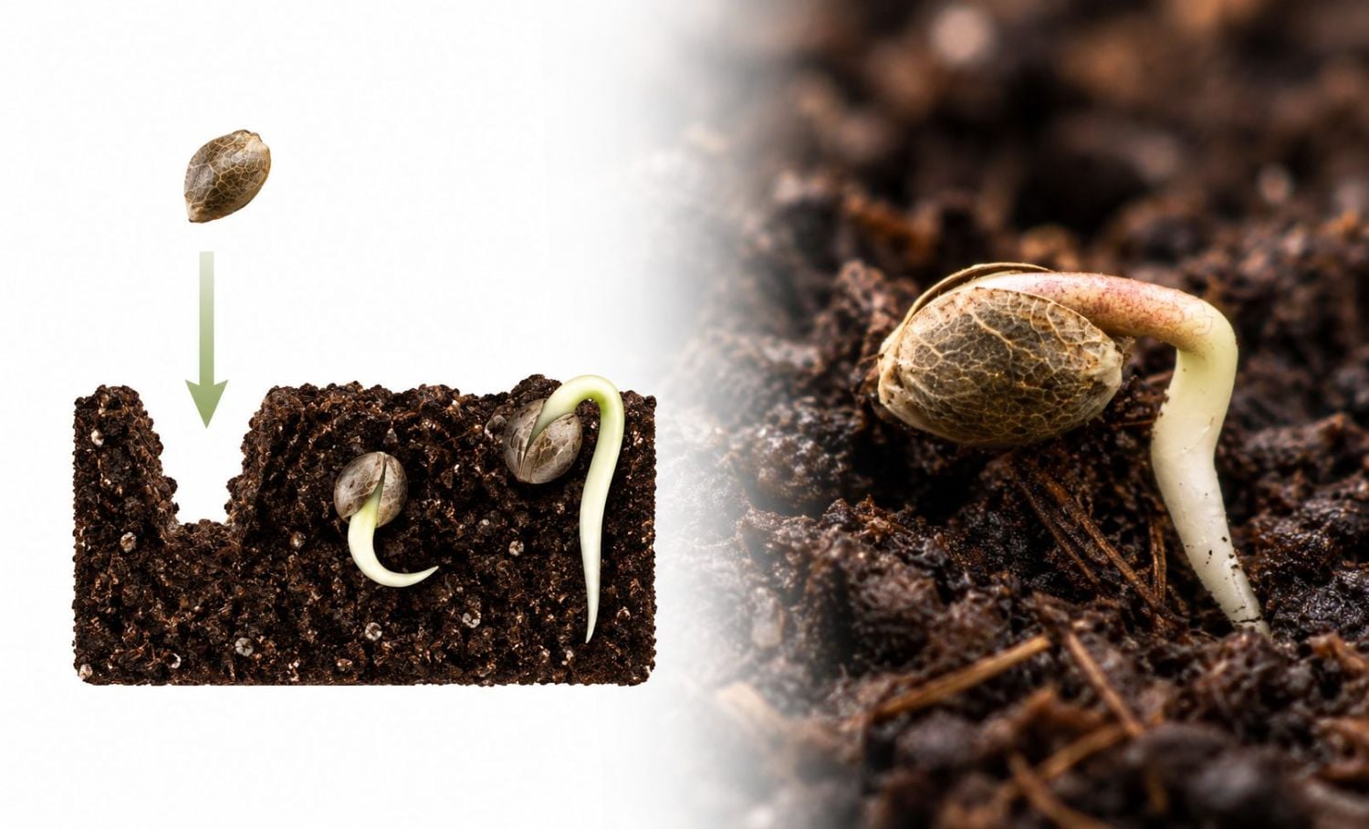 Guida alla germinazione: semina diretta nel substrato