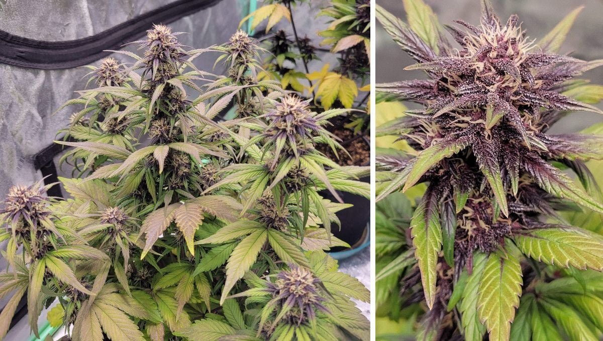 Blackberry Auto cannabis strain: early flower | weeks 6-7 | a compact multi-branch plant and a closeup of its purple and resin-covered bud Blackberry Auto cannabis strain: early flower | weeks 6-7 | a compact multi-branch plant and a closeup of its purple and resin-covered bud