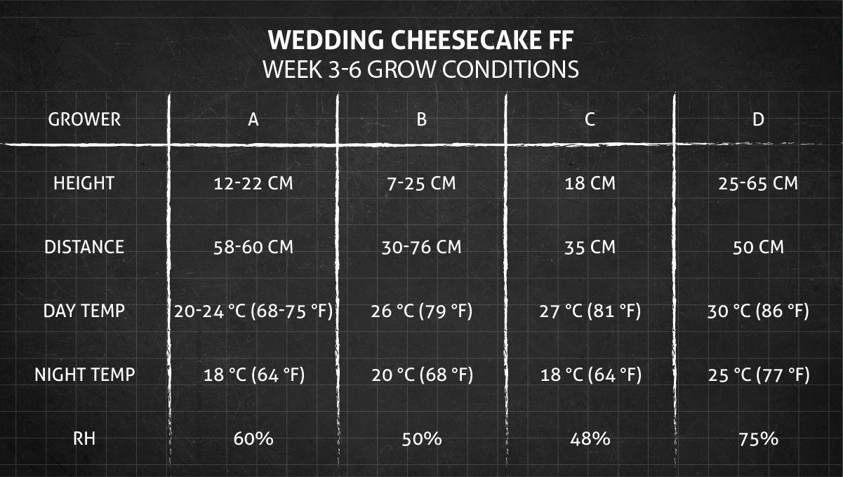 Wedding Cheesecake FF cannabis strain: weeks 3-6 grow conditions Wedding Cheesecake FF cannabis strain: weeks 3-6 grow conditions