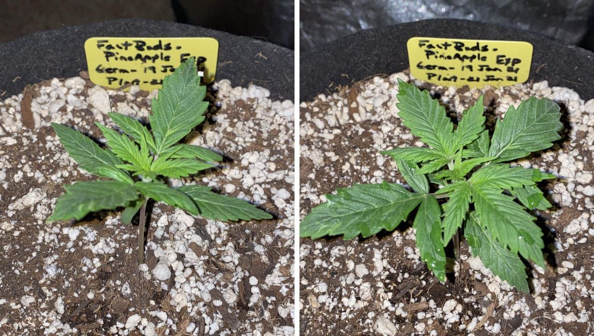 Pineapple Express Auto cannabis strain: early veg | week 2 | a seedling's progress through week 2