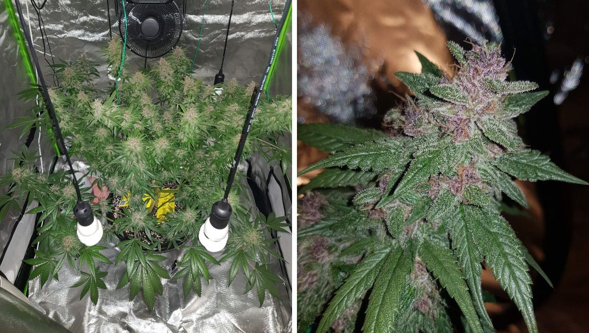 LSD-25 Auto cannabis strain: mid flower (bulk phase) | weeks 7-8 | an indoor marijuana plant nearing harvest time and its almost mature bud