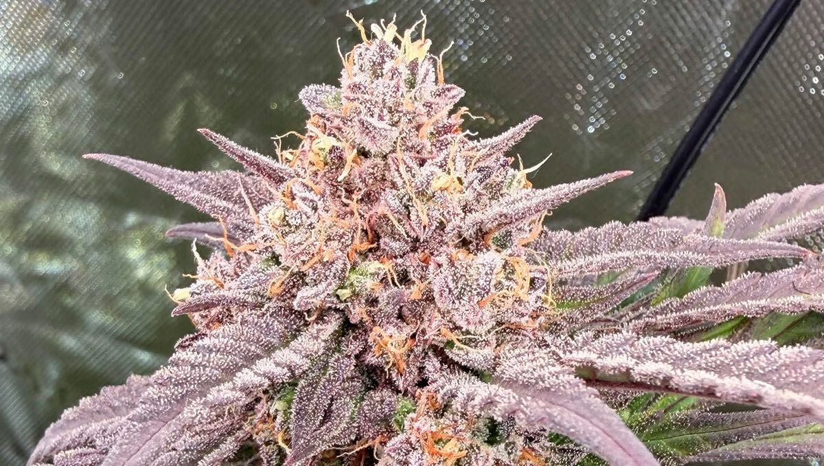 389.jpg Mango Frost auto