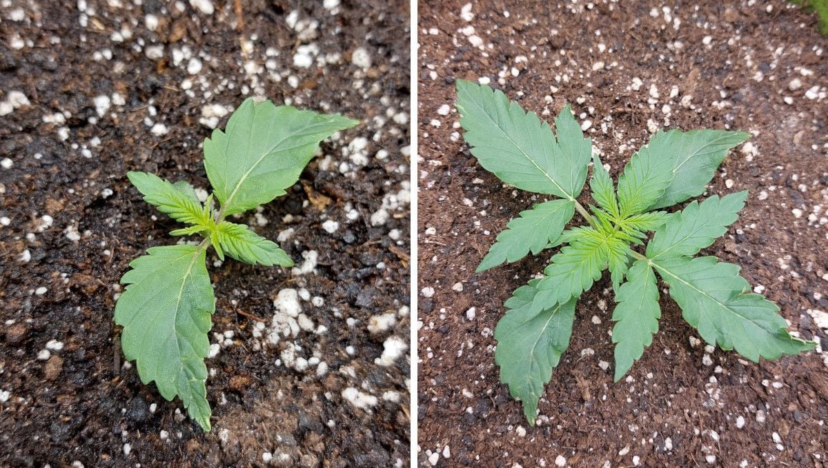 Gorilla Punch Auto cannabis strain: early veg | week 2 | a young marijuana plant with mild leaf mutations