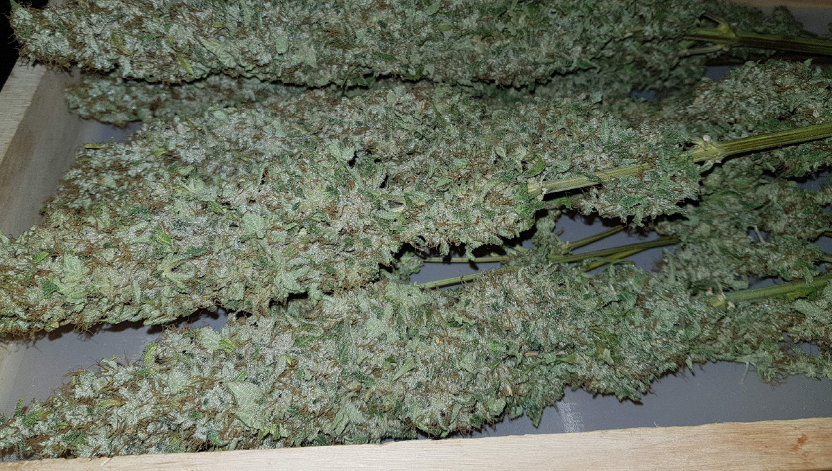 Moby dick auto week-by-week: week 12