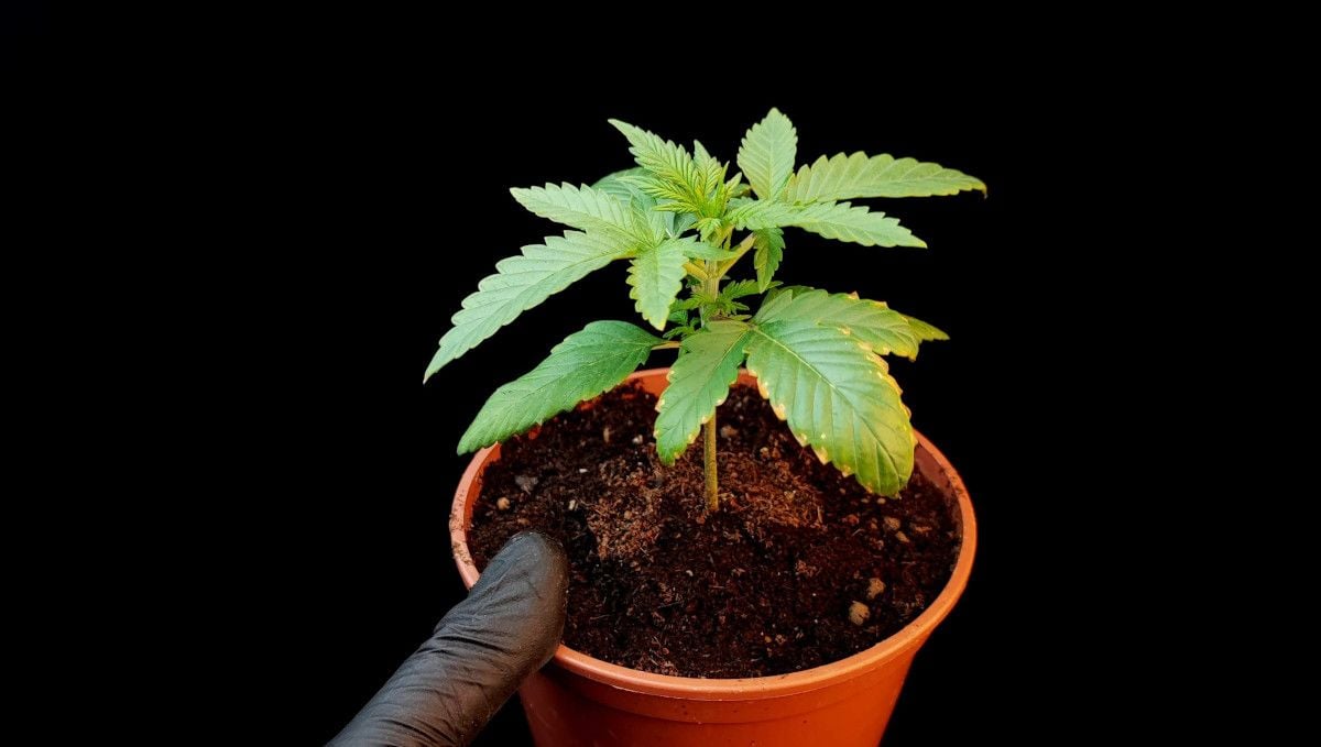 Tropicana Cookies Auto cannabis strain: early veg | week 2 | a young autoflower with discolored edges on lower leaves