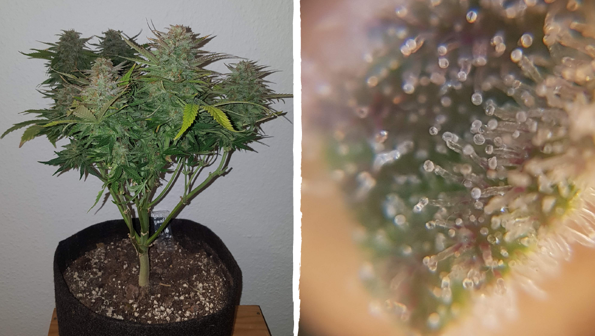 Bruce banner auto cannabis strain: ripening and harvest | weeks 10-12