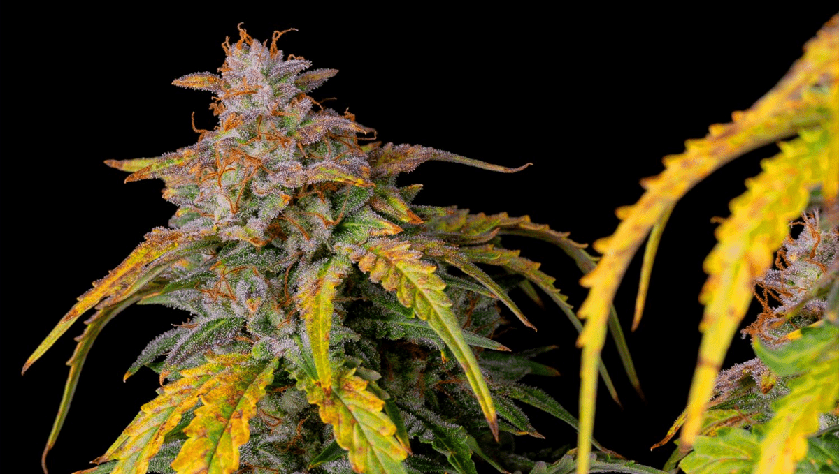 Top 10 strains to grow outdoors: Amnesia Z Auto Top 10 strains to grow outdoors: Amnesia Z Auto
