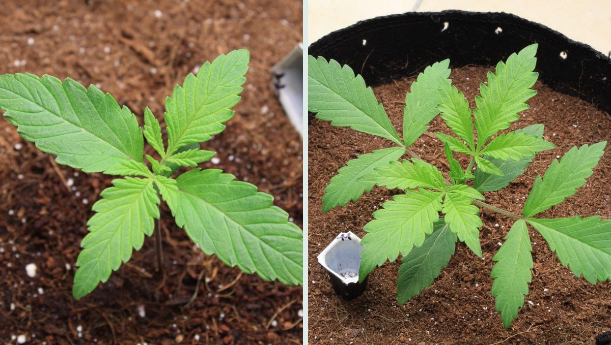 Tropicana Cookies Auto cannabis strain: early veg | week 2 | a weed seedling's progress in week two