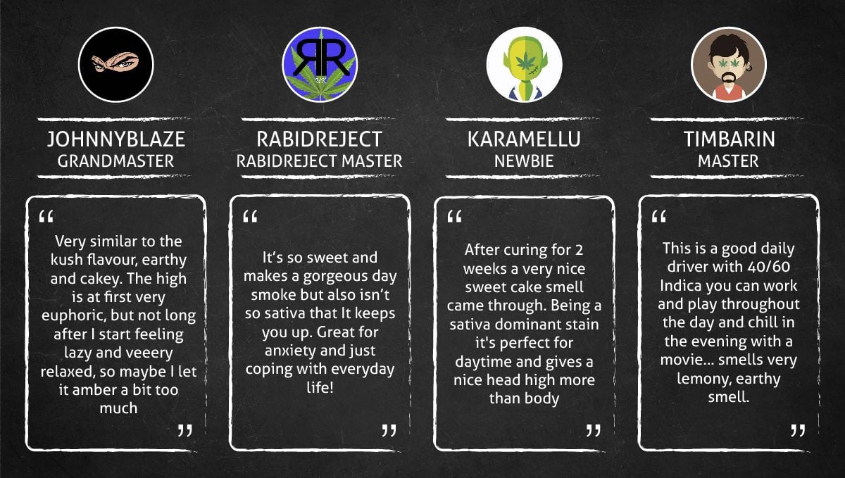 Mimosa Cake Auto cannabis strain: smoke report