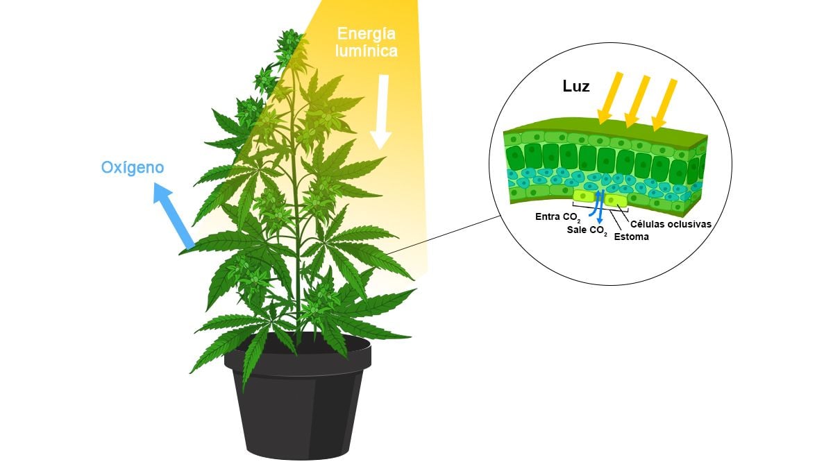 Cómo aumentar los rendimientos del cannabis con CO2: cómo respira una planta