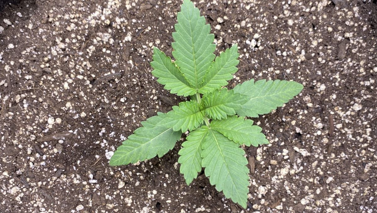 Cherry Cola Auto cannabis strain: early veg | week 2 | day 10