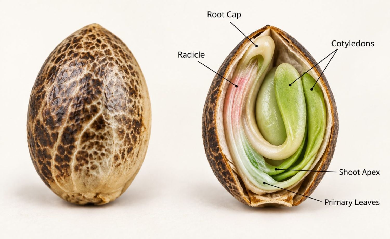 Guida alla germinazione: anatomia di un seme