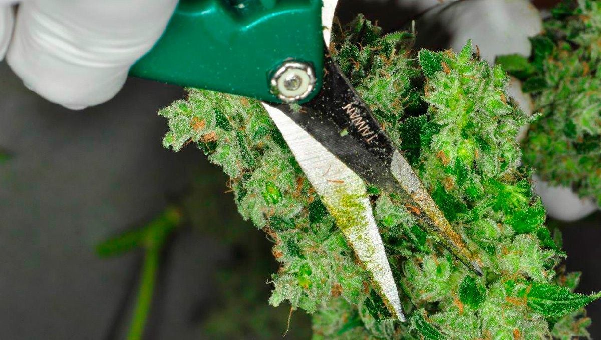 Trimming Guide: How To Trim Your Cannabis Flowers