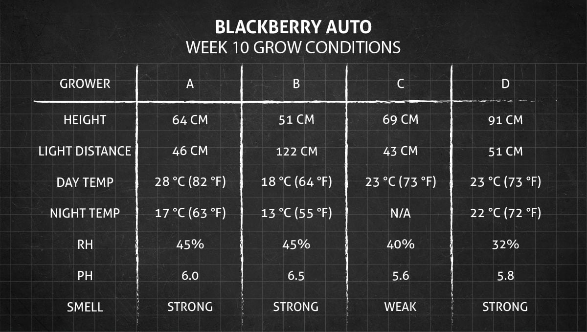 Blackberry Auto cannabis strain: week 10 grow conditions Blackberry Auto cannabis strain: week 10 grow conditions