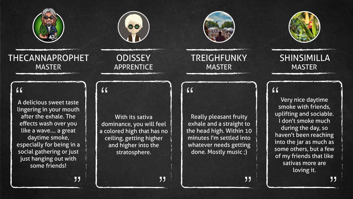 Californian Snow Auto cannabis strain: smoke report