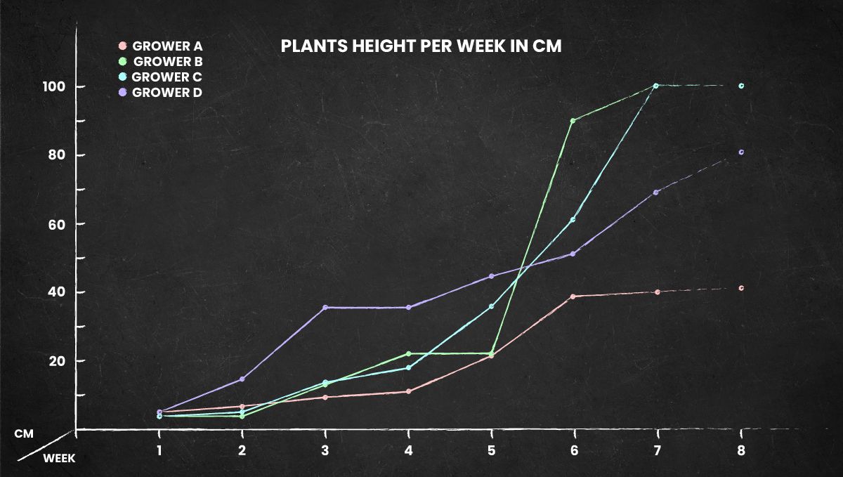 Pineapple Express Auto cannabis strain: height chart for the whole life cycle