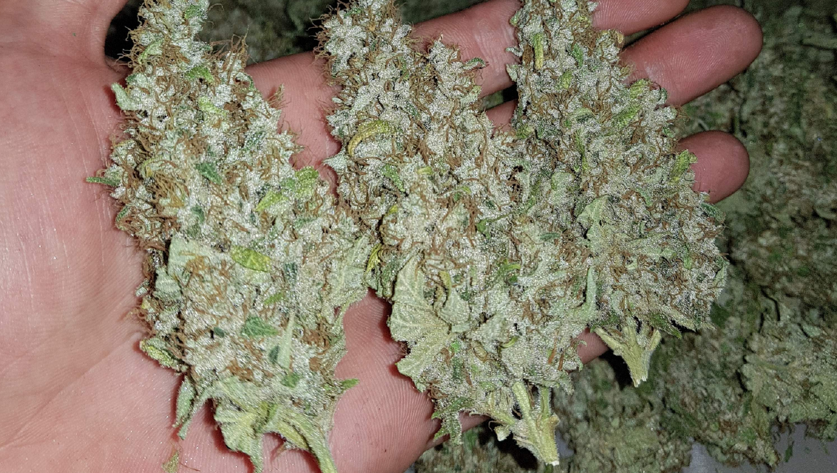 Moby dick auto week-by-week: type of effect