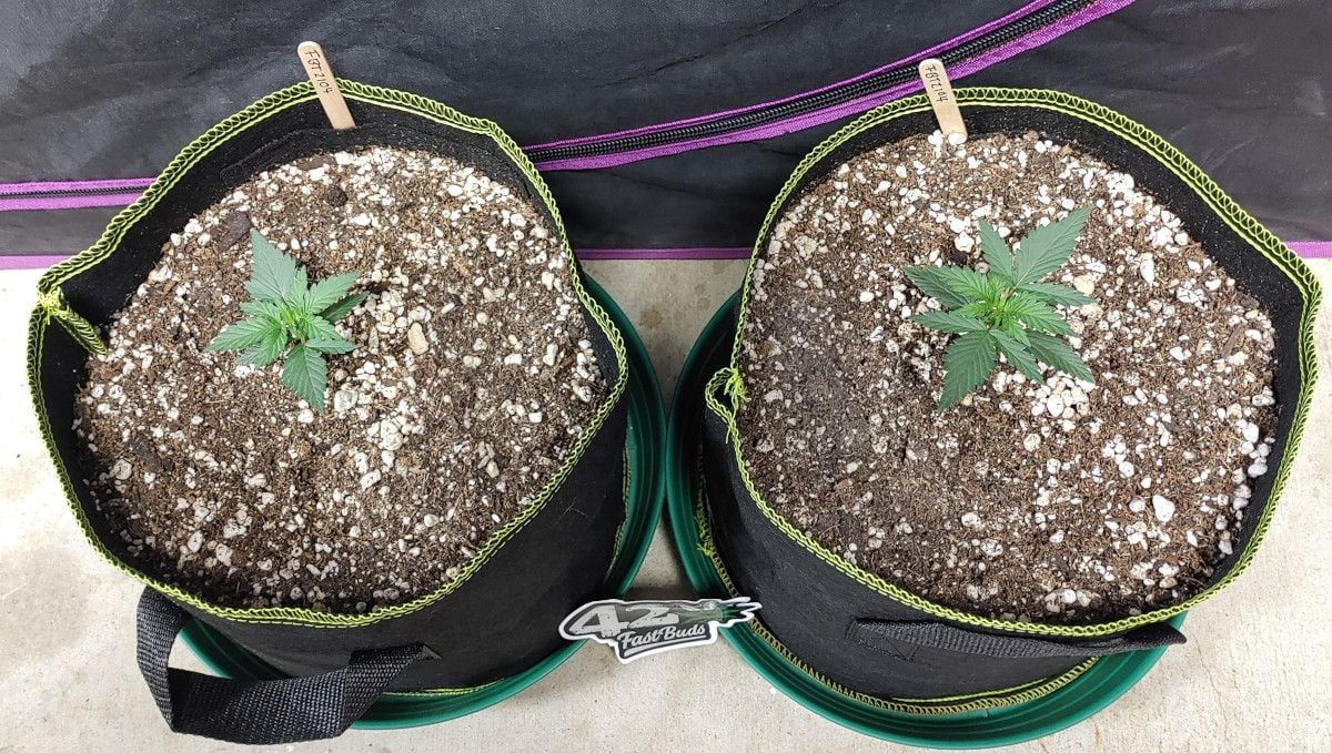 Forbidden Runtz Auto Cannabis Strain Week-by-Week Guide: Two healthy and compact 2-weeks old autoflower seedlings in fabric pots 