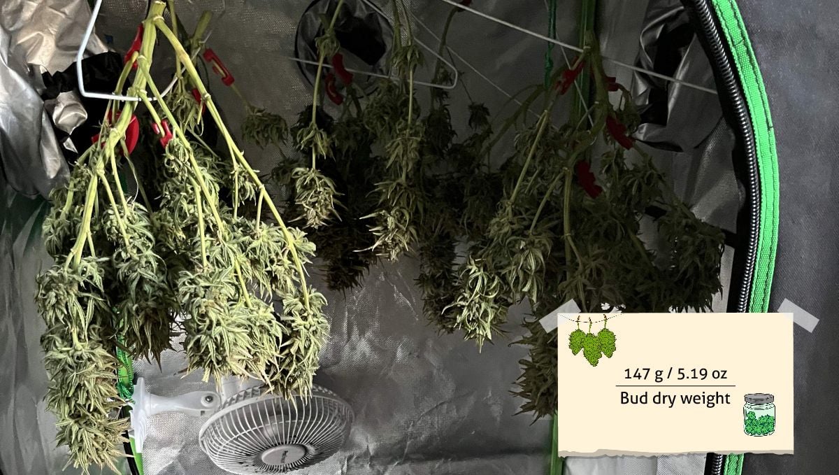 Amnesia Z Auto cannabis strain outcome: long and fat but leafy dry marijuana buds