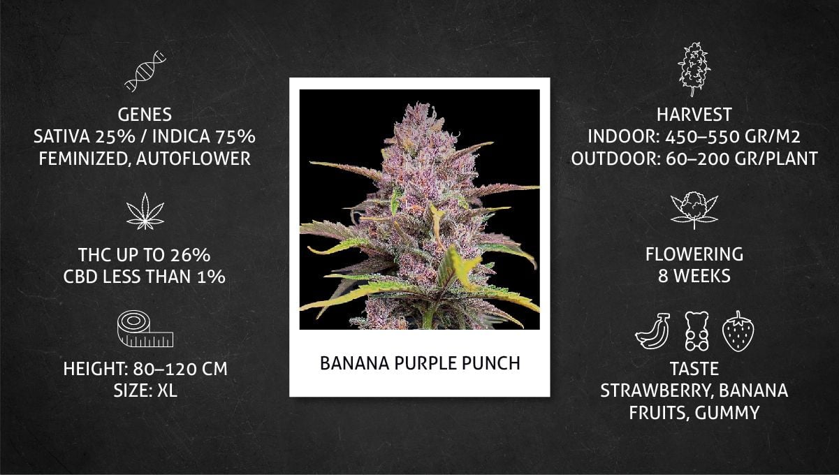 Banana Purple Punch Auto cannabis strain: datasheet