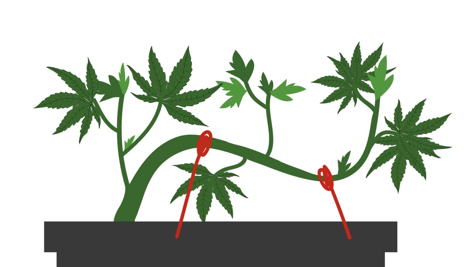 How to grow weed fast: training techniques How to grow weed fast: training techniques