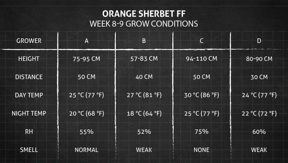 Orange Sherbet FF cannabis strain: weeks 8-9 grow conditions