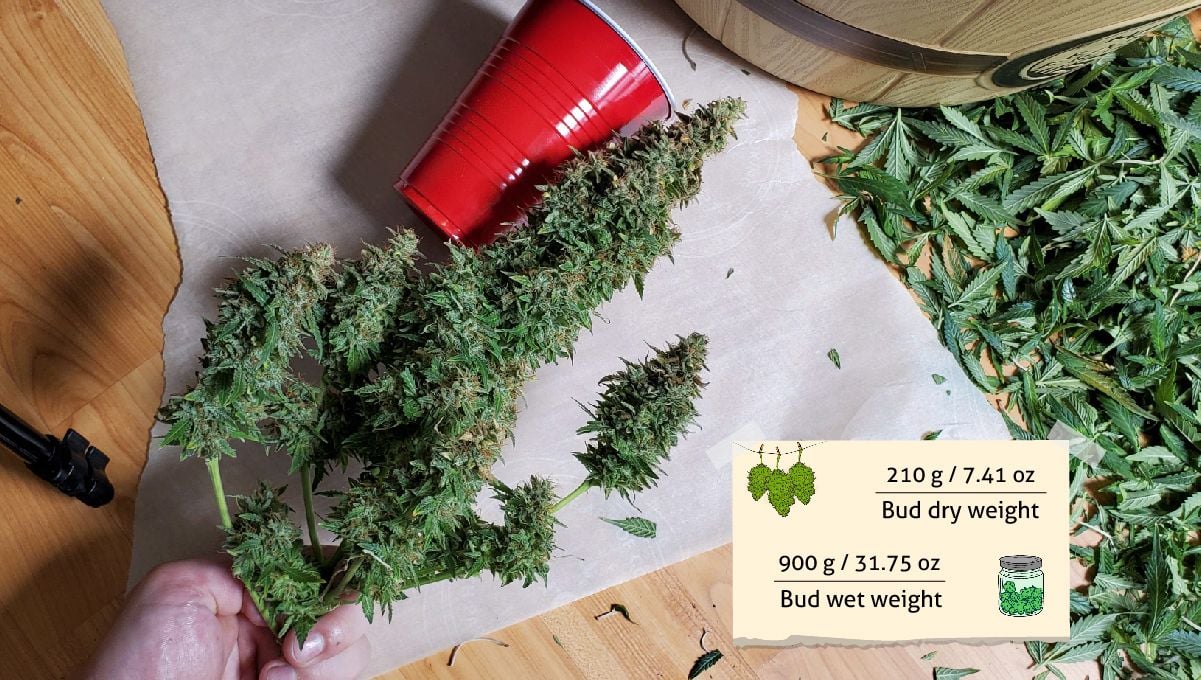 Basementganja Harvest