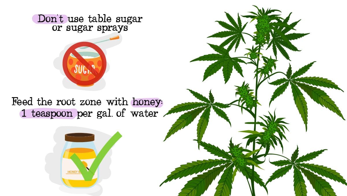 sugar water and plants