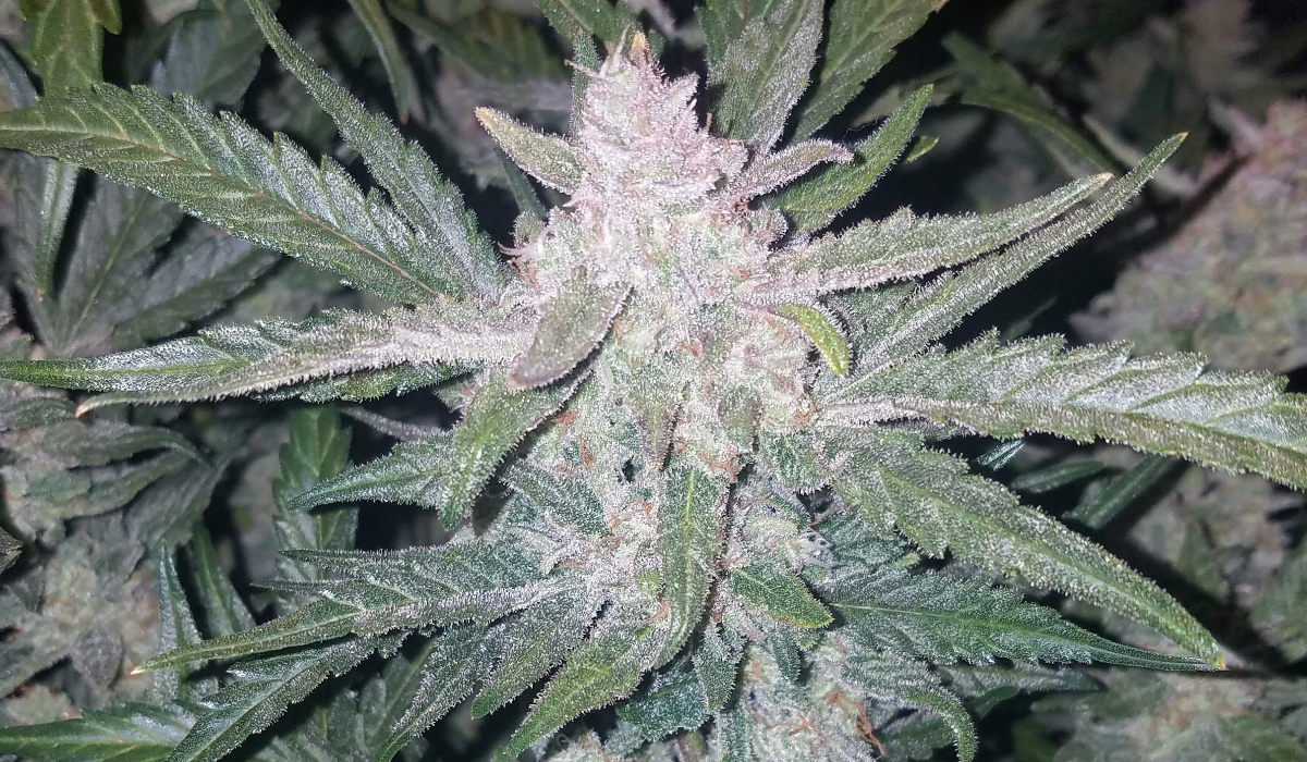 Purple Lemonade FF Cannabis Strain Week-by-Week Guide